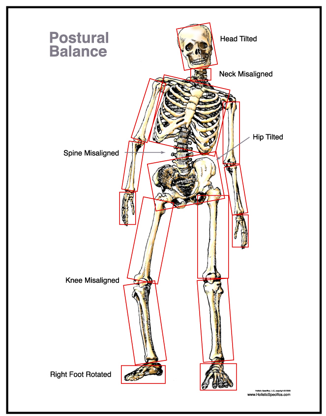 the entire body structure is connected