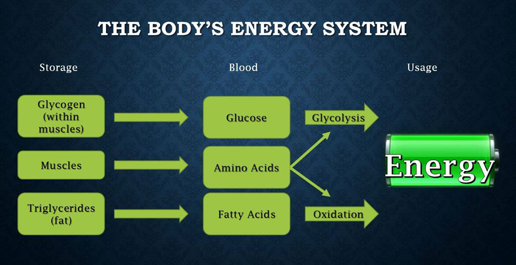 The Body's Energy System