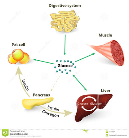 Glucose Breakdown Chart