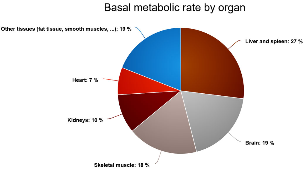 Basal metabolic rate by organ
